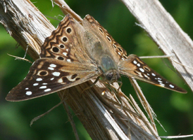 Hackberry Emperor